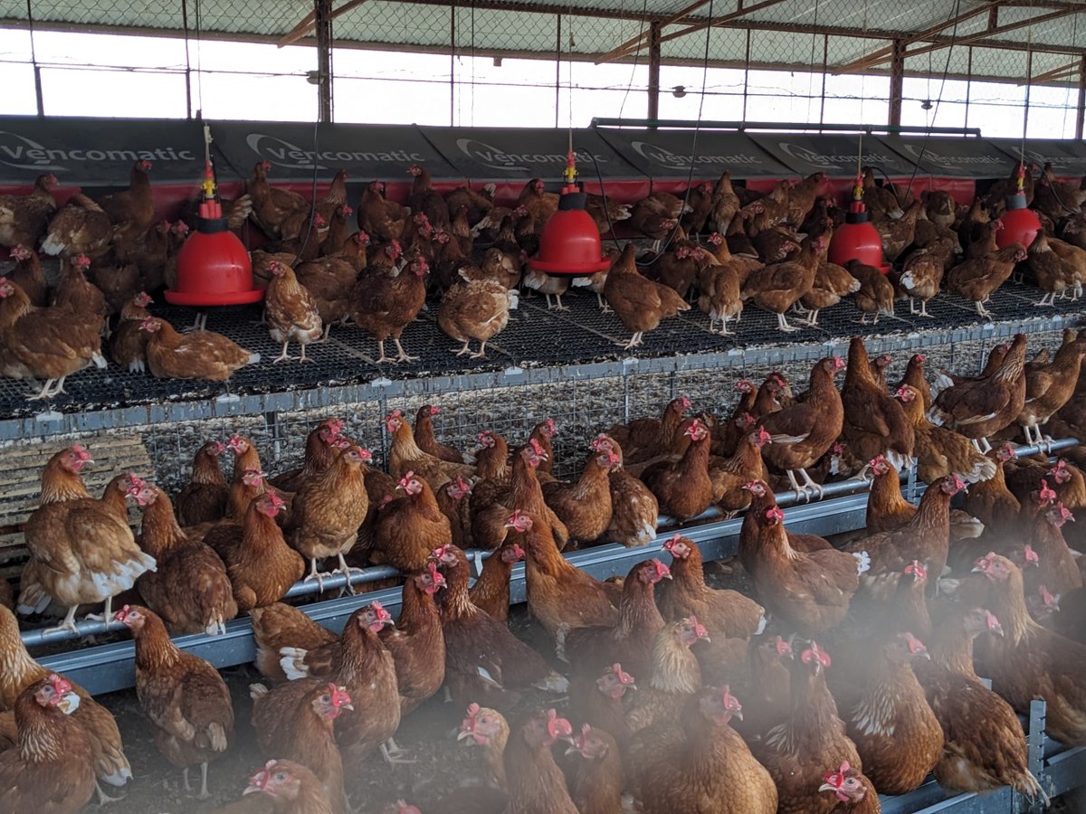 p_dusabimana's tweet photo. First day of the Poultry Business Tour organized by @FeedtheFuture Rwanda @OroraWihaze ended with the Trip to @Abusolltd Farms located in Mayange Sector, @BugeseraDistr to gain insights on their production systems and witness the practical benefits of the best practices.

One of the interesting innovations at @Abusolltd is BSF Facility, which was built to find alternative protein sources for feed formulation. This technology is expected to minimize feed costs which accounts for most of total farm input costs while enhancing overall farm profitability.

As a well-established modern poultry farm, @Abusolltd has demonstrated the implementation of innovative poultry farming techniques, including rigorous biosecurity measures to minimize disease outbreaks, outstanding feed management and housing systems to maximize production.

The participants were eager to learn more as they equip themselves with practical strategies to revolutionize their poultry farms.

Let's look forward to further transferrable experience tomorrow in @KayonzaDistrict as we wrap up the tour. Stay tuned.

#ROWImpact #OroraWihaze #Poultry #Agribusiness