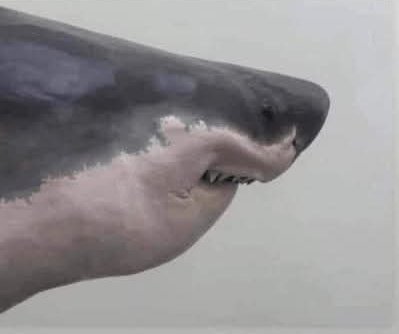 anonimo_jones's tweet image. FIFURON (una película de Ftefen Fpielferg)