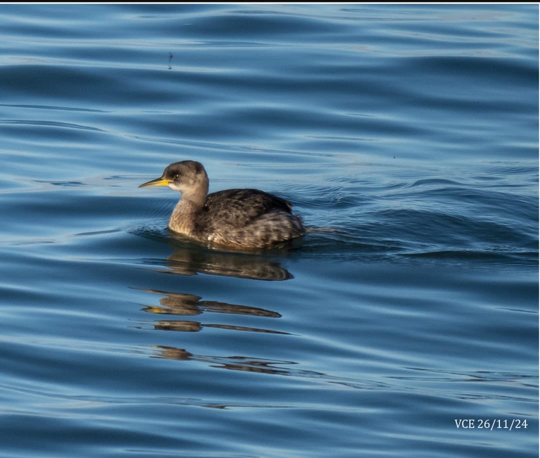 WBRC - Welsh Birds Rarities Committee tweet media