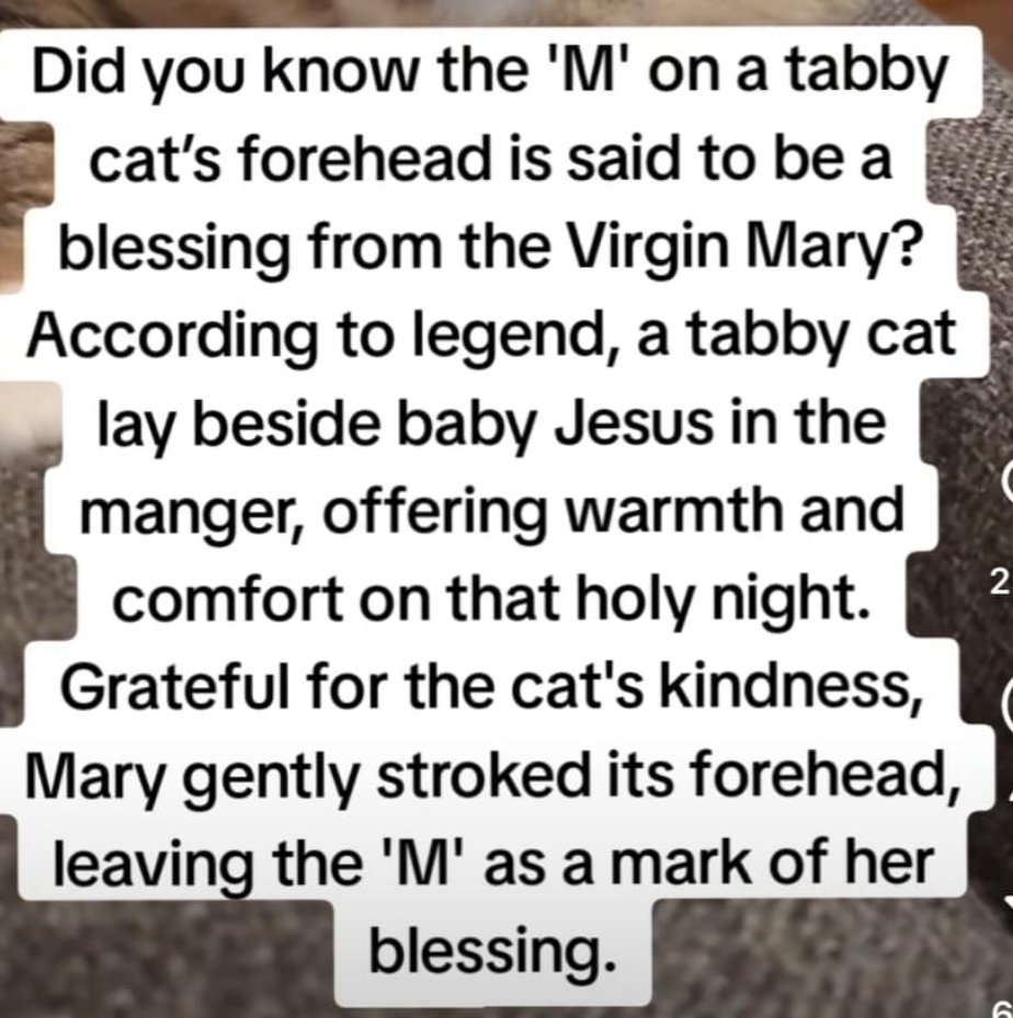 SWMaybelline's tweet photo. https://t.co/fF5ouUsnuL
Leo the Lab report: Well now I understand why Ziggy is so special. The "M" on his forehead is a blessing from the Virgin Mary. Especially at Christmas, he has magical powers to bless his family!
#Christmas #spiritcat #miraclesofbelief #Labrador https://t.co/vjROS6JQr9