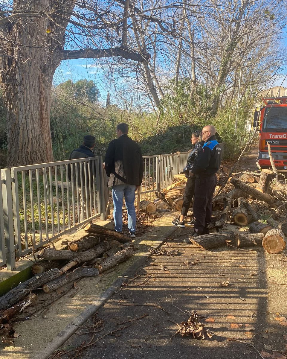 🌳 Les ventades de fa uns dies ha afectat, entre altres, el Xop dels barri Castell #Ulldecona, declarat Arbre Monumental per la Generalitat l'any 2005. El vent va tombar algunes branques i aq setmana tècnics especialitzats del Dep. de Territori han fet una revisió del seu estat.