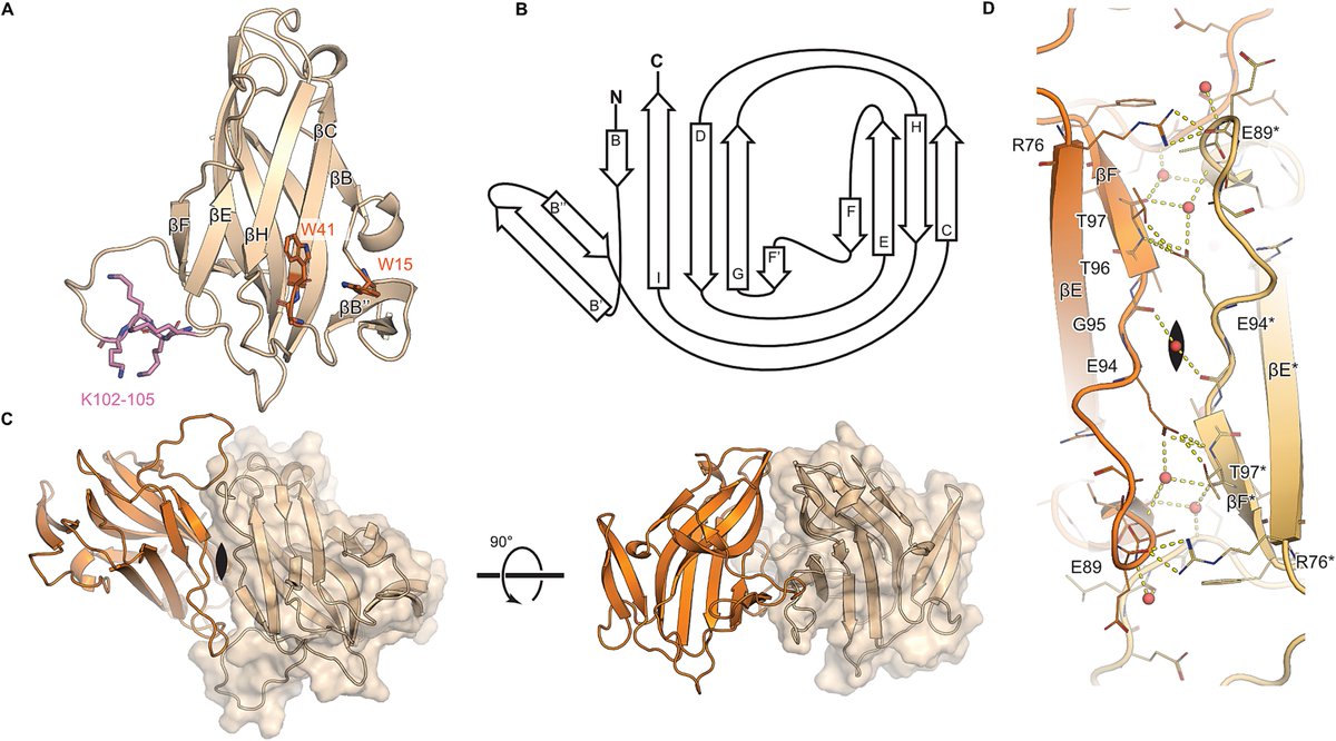 MoBi_UGent's tweet image. The Glyco team collaborated with @InflamResCen to unravel the structure of Nictaba, a stress-inducible lectin from tobacco 🌿, uncovering how it binds GlcNAc-containing carbohydrates!🧬 academic.oup.com/glycob/article…
#PlantScience #StructuralBiology #Lectin #Glycobiology @FbwUGent