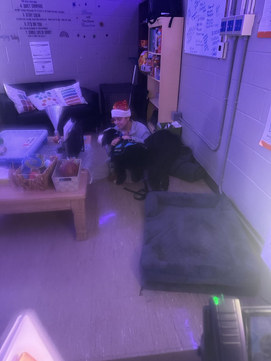 Archie THE Therapy Dog tweet media