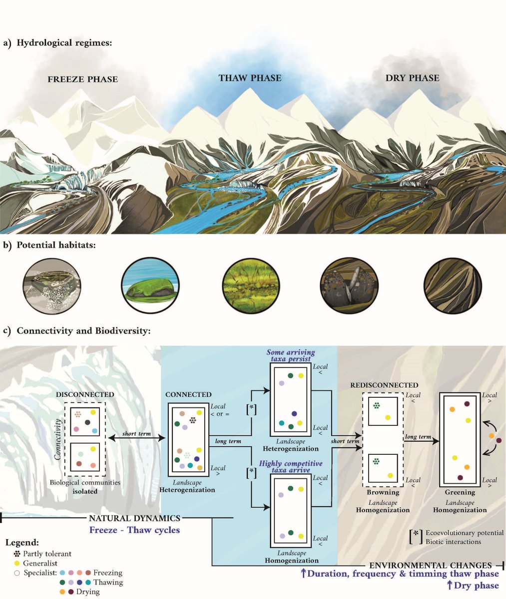 PERSPECTIVE
(Dis)connecting the Globe Through Water-Driven Ecological and #Biogeochemical Corridors in the Polar-Alpine Biome 

📄 buff.ly/41FWscz 
#globalchange #biodiversity