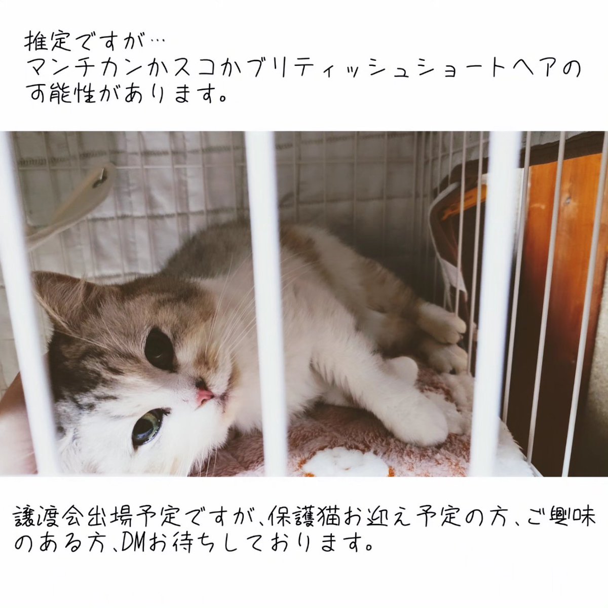もし､保護猫のお迎えを検討中の方､ご興味のある方がいらっしゃいましたら各SNSのDM､コメントにてご連絡ください｡

#猫 #猫部 #ねこ部
#保護猫
#地域猫
#譲渡会