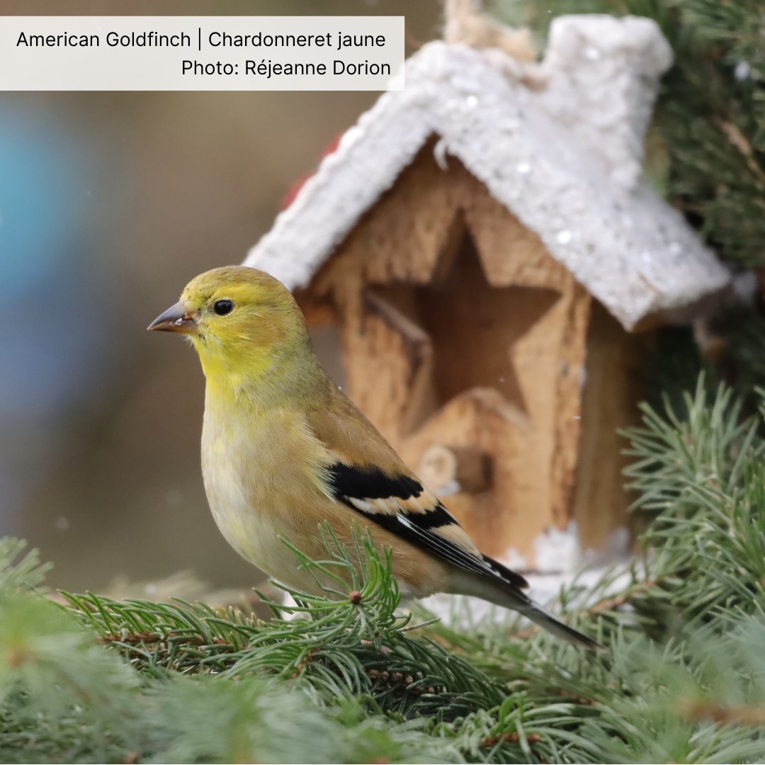 If you have a copy of this year's Birds Canada Calendar, you met with this female American Goldfinch by Réjeanne Dorion upon flipping to the last month of 2024. Don’t forget to grab your 2025 Birds Canada Calendar, featuring more stunning birds tinyurl.com/s587c5yf