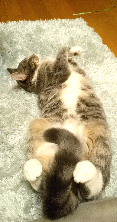 chihari_'s tweet photo. #モフ曜日

PCで動画見ながらウトウトしがちなんだけど
半覚醒みたいな状態だからか、
自分がその動画の中に入り込んでる夢見ること多い笑
これが結構楽しいんだよね🤣

#ねこのいる幸せ #猫 #猫好き 
#猫の居る暮らし #猫がいる生活 https://t.co/l6WM18Fhwm
