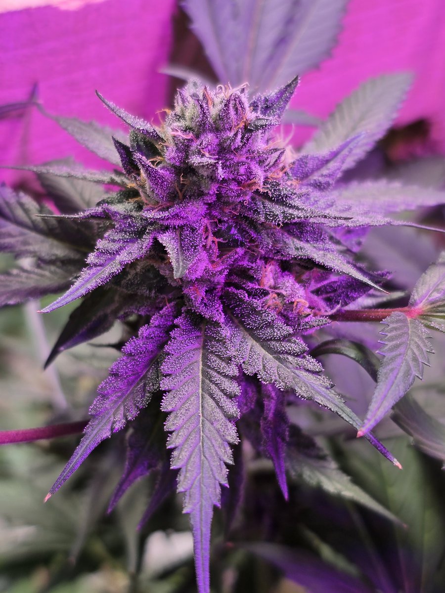 ThaGromie's tweet photo. Tent smells amazing we almost there https://t.co/A48Z97CLgG