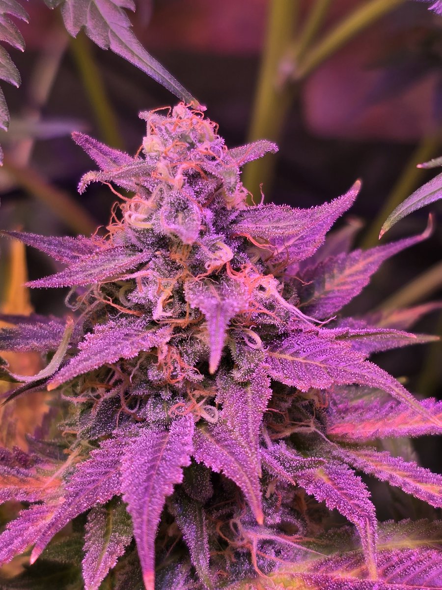 ThaGromie's tweet photo. Tent smells amazing we almost there https://t.co/A48Z97CLgG