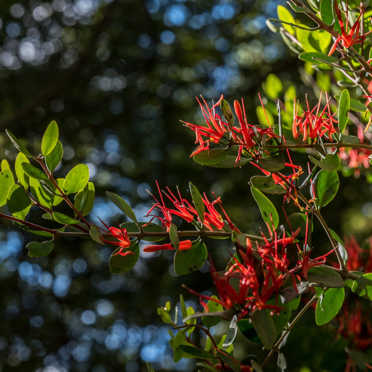 Tilde's Talks 03: Mistletoe. While the origins of kissing under the mistletoe remain shrouded in mystery, one thing is certain: this festive plant has a far richer story than many of us realise. Read more here: bit.ly/41LYoRb. #mistletoe #nzplants