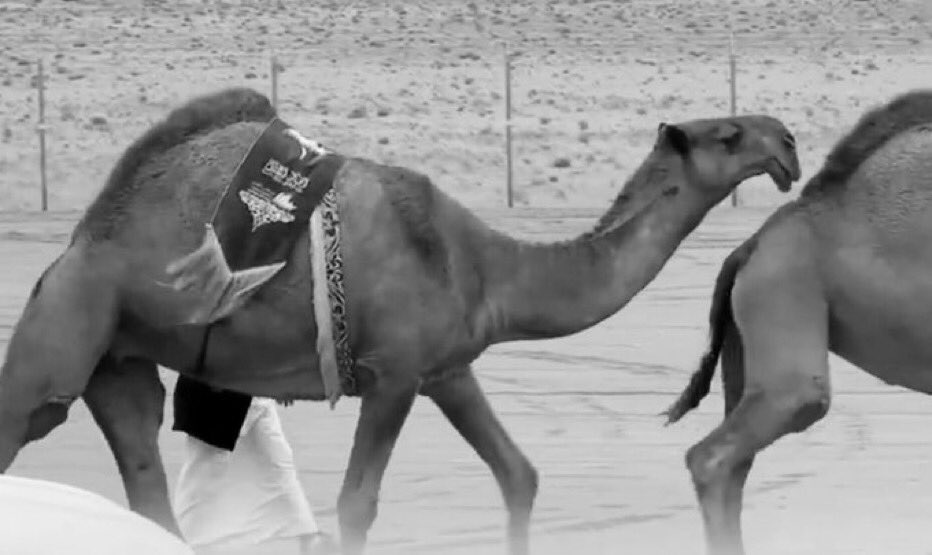 #حاكمة_الشعل

 عسى الله يرده من غيابه مثل ما راح

لعل السنين تدور به مثل الارياحي .