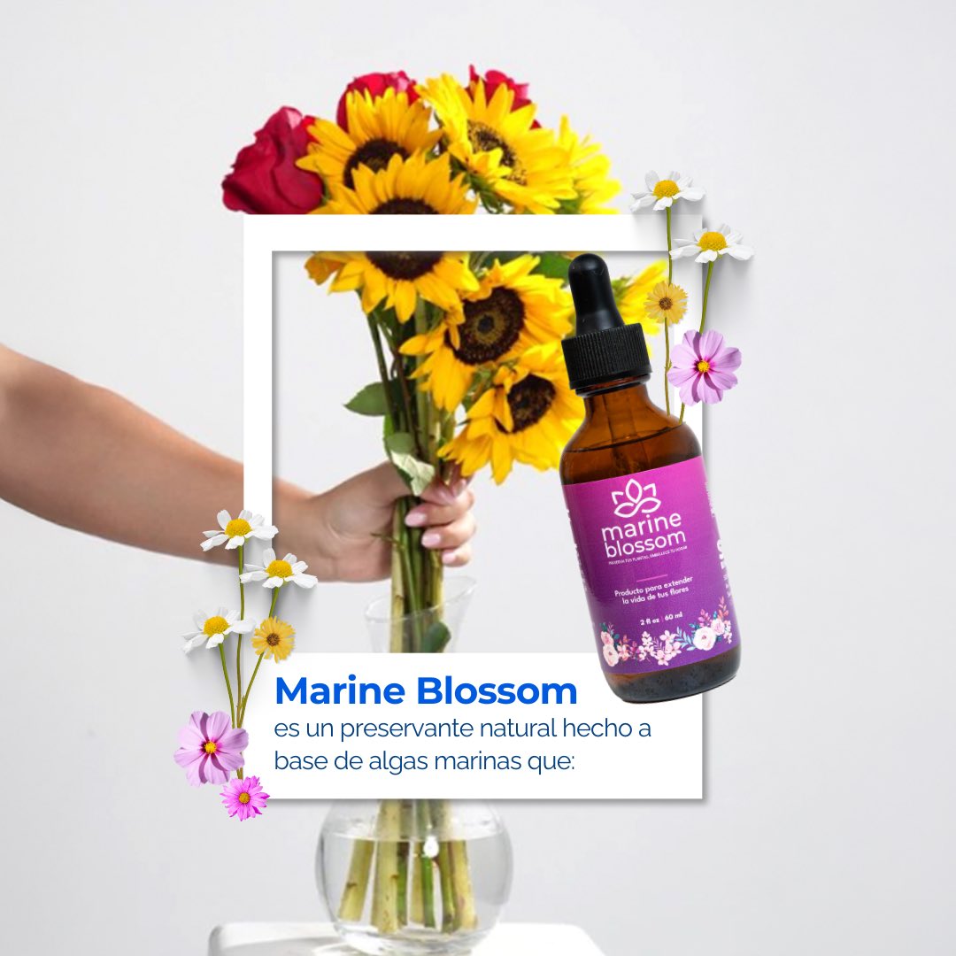 SOS_Biotech's tweet photo. ¡Dale vida a tus flores con Marine Blossom! 

Mantén tus flores frescas y vibrantes por más tiempo con nuestro preservante natural hecho a base de algas marinas. 🌊✨
✅ Prolonga su frescura y color.
✅ Reduce cambios constantes de agua.
✅ Es sostenible y ecoamigable.

#BlueTech https://t.co/Keq6U17tF5
