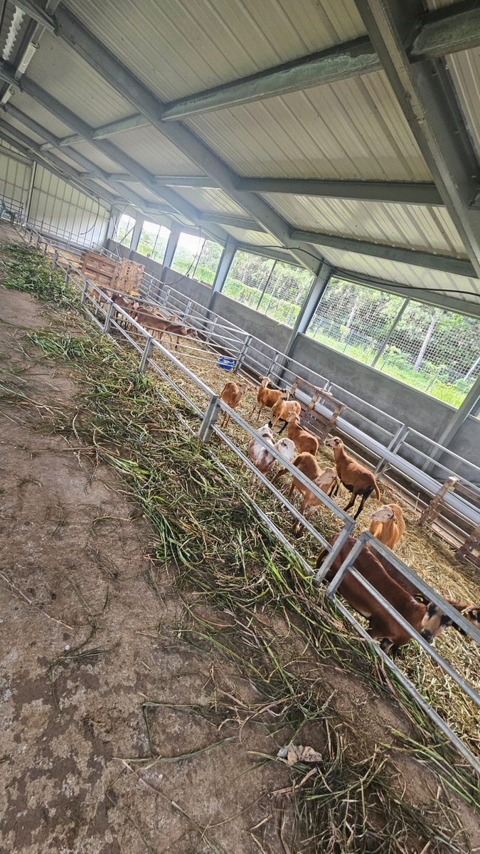 Tourné #eca25 en <a href="/lamartinique/">La Martinique</a>.
Visite de l'exploitation de Karl. 3 ans qu'il attend DJA et FEADER pour pouvoir commencer à développer son exploitation! Il y a urgence.
Visite ensuite du lycée agricole Croix-Rivail. 250 élèves, une belle exploitation, riche d'avenir.