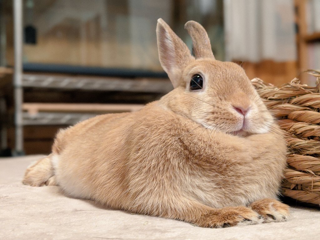 F3K58ED8VLWdMSC's tweet image. もふもふようび🍊