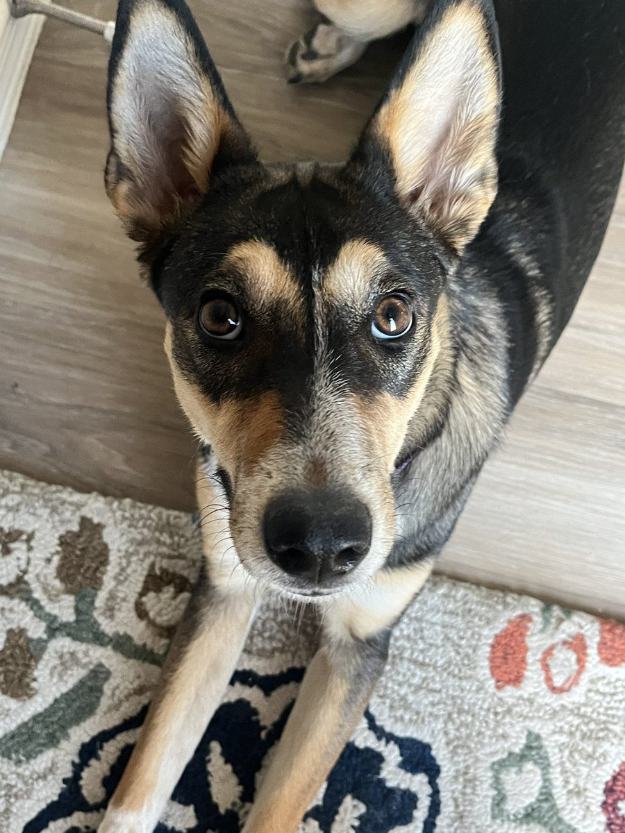 gwoods5050's tweet photo. @KTSMtv I am currently fostering a dog for EP Animal services.  Sweet Potato is available for adoption. https://t.co/2FPIxfRB8V