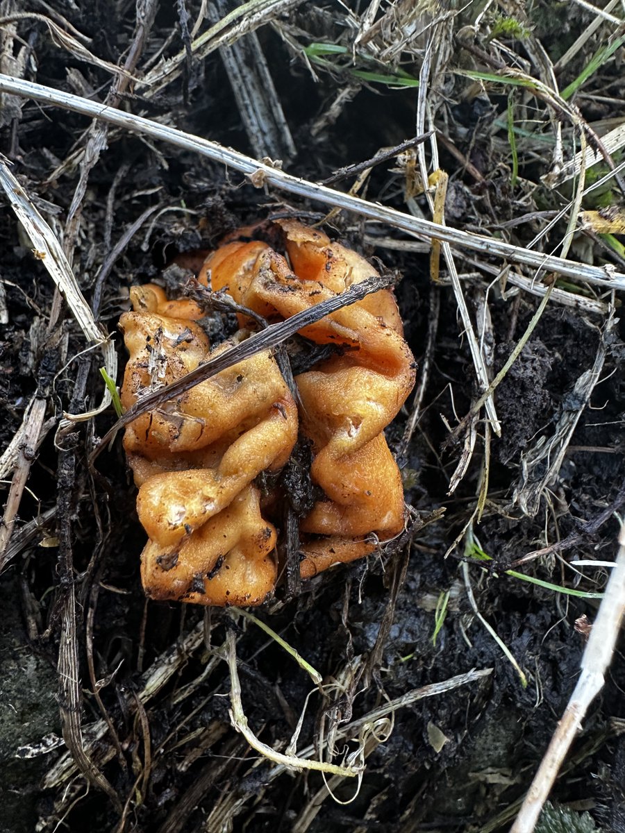 Found this ravishing little nugget of a fungus today, not sure if it’s just a really faded New Zealand Truffle or something else entirely.

Images of the top and bottom.