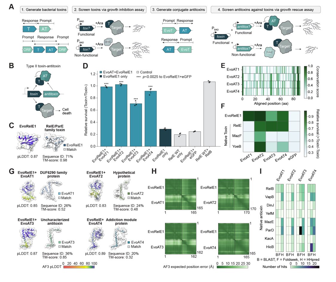 Kevin K. Yang 楊凱筌 (@kevinkaichuang) on Twitter photo A protein's position in the genome in relation to other genes is informative about function, so a genomic language model can be prompted to generate
- toxin/antitoxin pairs
- anti-CRISPR proteins
+ a database of 120B synthetic base pairs
<a href="/aditimerch/">Aditi Merchant</a> <a href="/samuelhking/">Samuel King</a> <a href="/exnx/">Eric Nguyen</a> <a href="/BrianHie/">Brian Hie</a> A protein's position in the genome in relation to other genes is informative about function, so a genomic language model can be prompted to generate
- toxin/antitoxin pairs
- anti-CRISPR proteins
+ a database of 120B synthetic base pairs
<a href="/aditimerch/">Aditi Merchant</a> <a href="/samuelhking/">Samuel King</a> <a href="/exnx/">Eric Nguyen</a> <a href="/BrianHie/">Brian Hie</a>