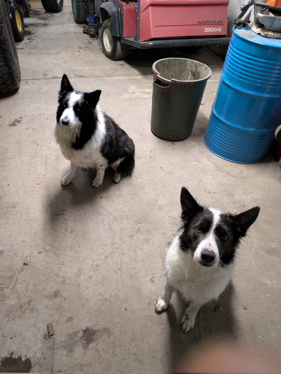 KeystoneLinks's tweet image. Rupert and Tango are very good boys.  Thanks for helping staff with forestry today. @DogsOfTurf