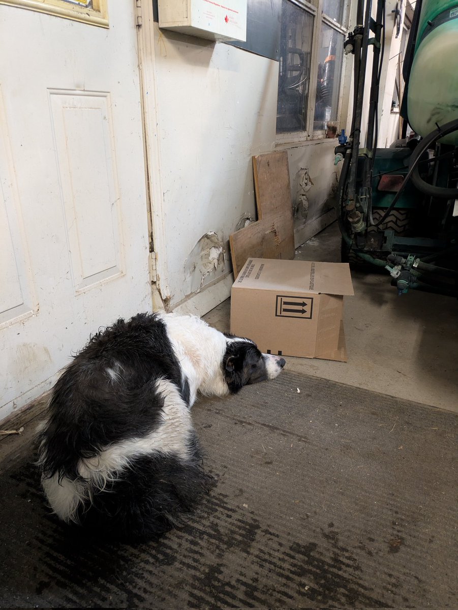 KeystoneLinks's tweet image. Rupert and Tango are very good boys.  Thanks for helping staff with forestry today. @DogsOfTurf