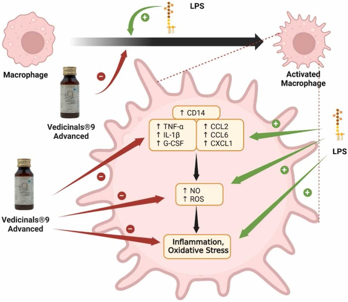 Keshav Raj Paudel (@drkeshavrajpau1) on Twitter photo Potent phytoceuticals cocktail exhibits anti-inflammatory and antioxidant activity on LPS-triggered RAW264.7 macrophages in vitro
Pathol Res & Pract, 2024
<a href="/Fettinasi/">Gabriele De Rubis</a> <a href="/sofiakokkinis/">Sofia Kokkinis</a> <a href="/Tamamelsherkawi/">Tammam El sherkawi</a> <a href="/Kam_Dua/">Kamal Dua</a> <a href="/vedicinals9/">Vedicinals India Pvt Ltd.</a> <a href="/UTS_GSH/">UTS Graduate School of Health</a> <a href="/UTSResearch/">UTS Research</a> <a href="/UTS_Science/">UTS Science</a>
sciencedirect.com/science/articl… Potent phytoceuticals cocktail exhibits anti-inflammatory and antioxidant activity on LPS-triggered RAW264.7 macrophages in vitro
Pathol Res & Pract, 2024
<a href="/Fettinasi/">Gabriele De Rubis</a> <a href="/sofiakokkinis/">Sofia Kokkinis</a> <a href="/Tamamelsherkawi/">Tammam El sherkawi</a> <a href="/Kam_Dua/">Kamal Dua</a> <a href="/vedicinals9/">Vedicinals India Pvt Ltd.</a> <a href="/UTS_GSH/">UTS Graduate School of Health</a> <a href="/UTSResearch/">UTS Research</a> <a href="/UTS_Science/">UTS Science</a>
sciencedirect.com/science/articl…