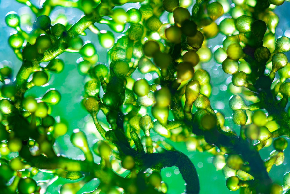 NewsMedical's tweet image. Could microalgae fermentation create the superfoods of the future? 🌱🧪🍴 news-medical.net/news/20241218/… #Microalgae #Fermentation #Sustainability #BioactivePeptides #Health #FoodTech #Antioxidants #SuperFood #FutureFood #Nutrition @Ferment_MDPI