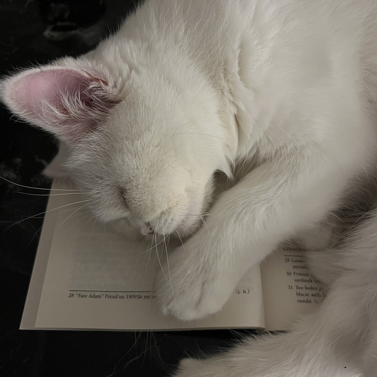 Pontalis’e zaafı olan bir kedi