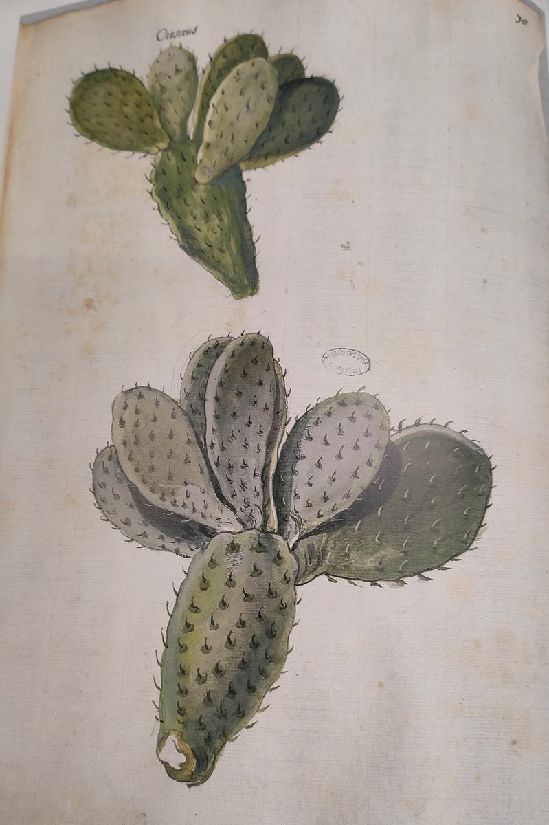 A day at <a href="/Warburg_News/">The Warburg Institute</a> ! Opuntiae ficus-indica from the paper museum of Cassiano Dal Pozzo, i.e., Federico Cesi's Flora manuscripts. This reveals the attention to cacti to explain vegetal life! #histplants #opuntiae #plantstudies #histsci #17thcenturybotany #plamtlife 🌵
