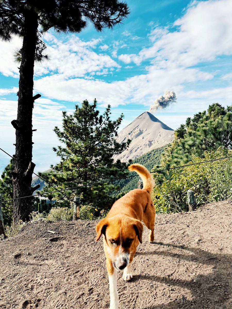 He followed me all the way over to the volcano. Or actually, I followed him.

#volcandefuego