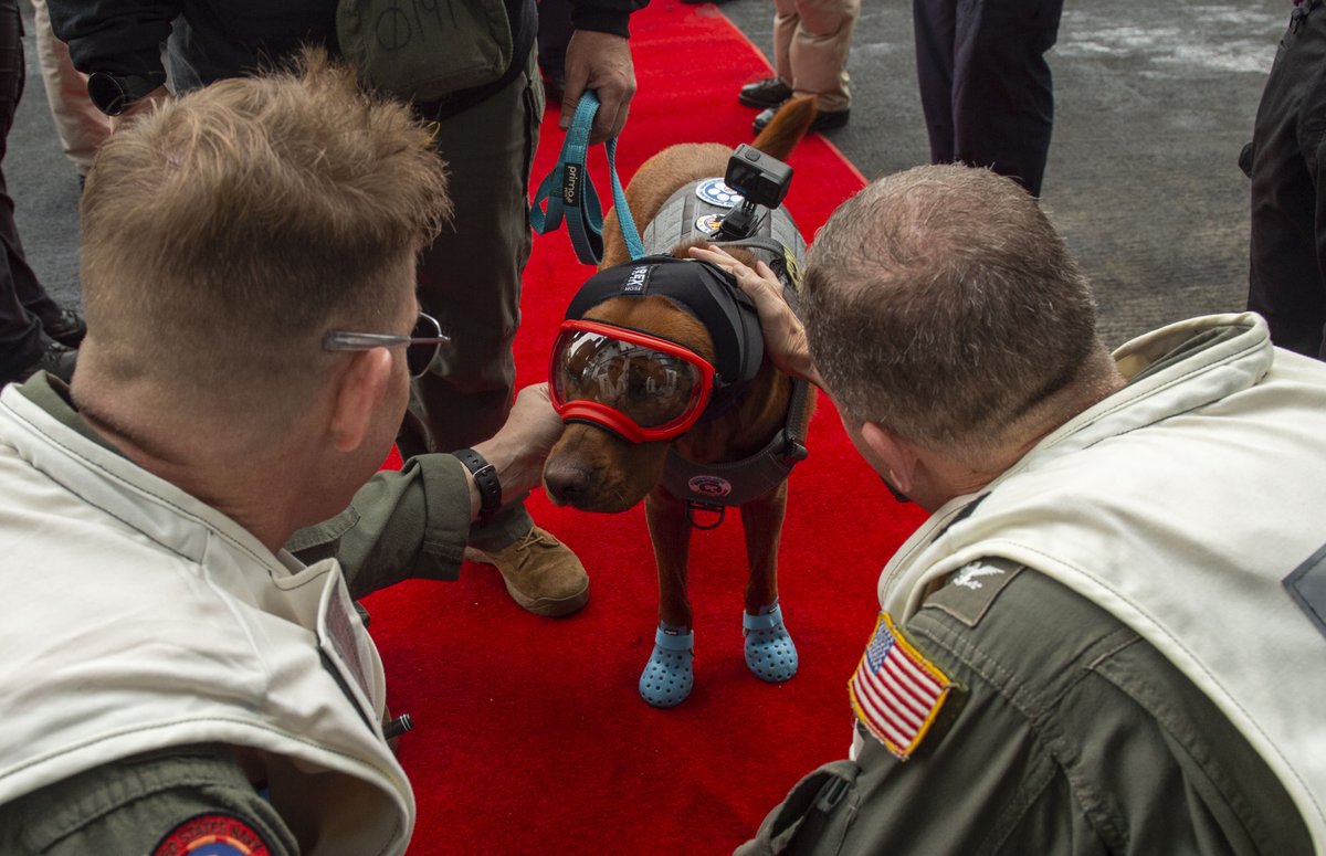 USPACOM's tweet photo. Welcome Aboard, Rudder! 🐾

@CVN70 welcomes their mental health facility dog! Rudder earns the title of good boy, providing comfort to our crew and enhancing morale on board.

@US7thfleet @USNavy @USPacificFleet https://t.co/zq2xULnP6A