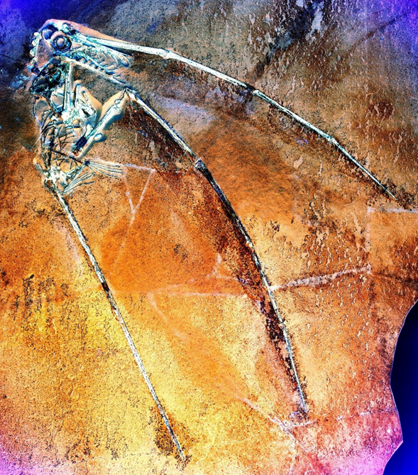 NEW PAPER! Fossils are usually associated with bones, but soft tissues, such as skin, can be preserved. In this study, we use lasers to recover invisible, mysterious 150-million-year-old tissue decorating the tails of the first flying vertebrates, the pterosaurs. 🧵