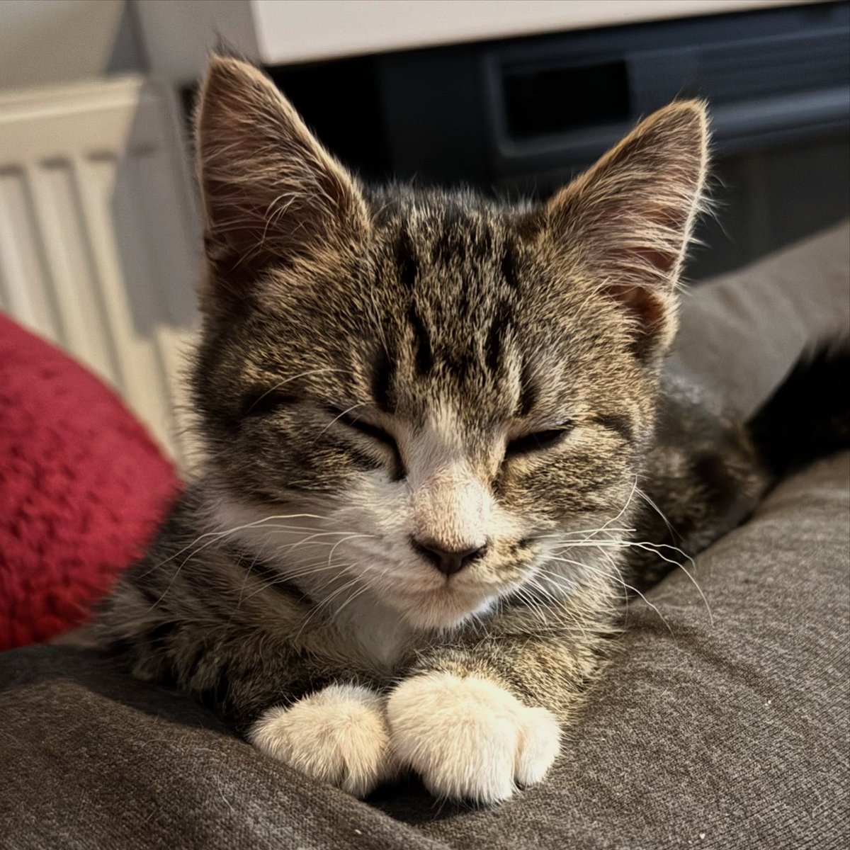 withitnow's tweet image. Sleepy kitty is Cricket. He’s sooooooo pretty! ❤️😍😻😽  

#InstaCat #InstaKitty #CatGram #KittyGram #Beautiful #Gorgeous #Cat #Kitty #InstagramCats #CatsOfInstagram