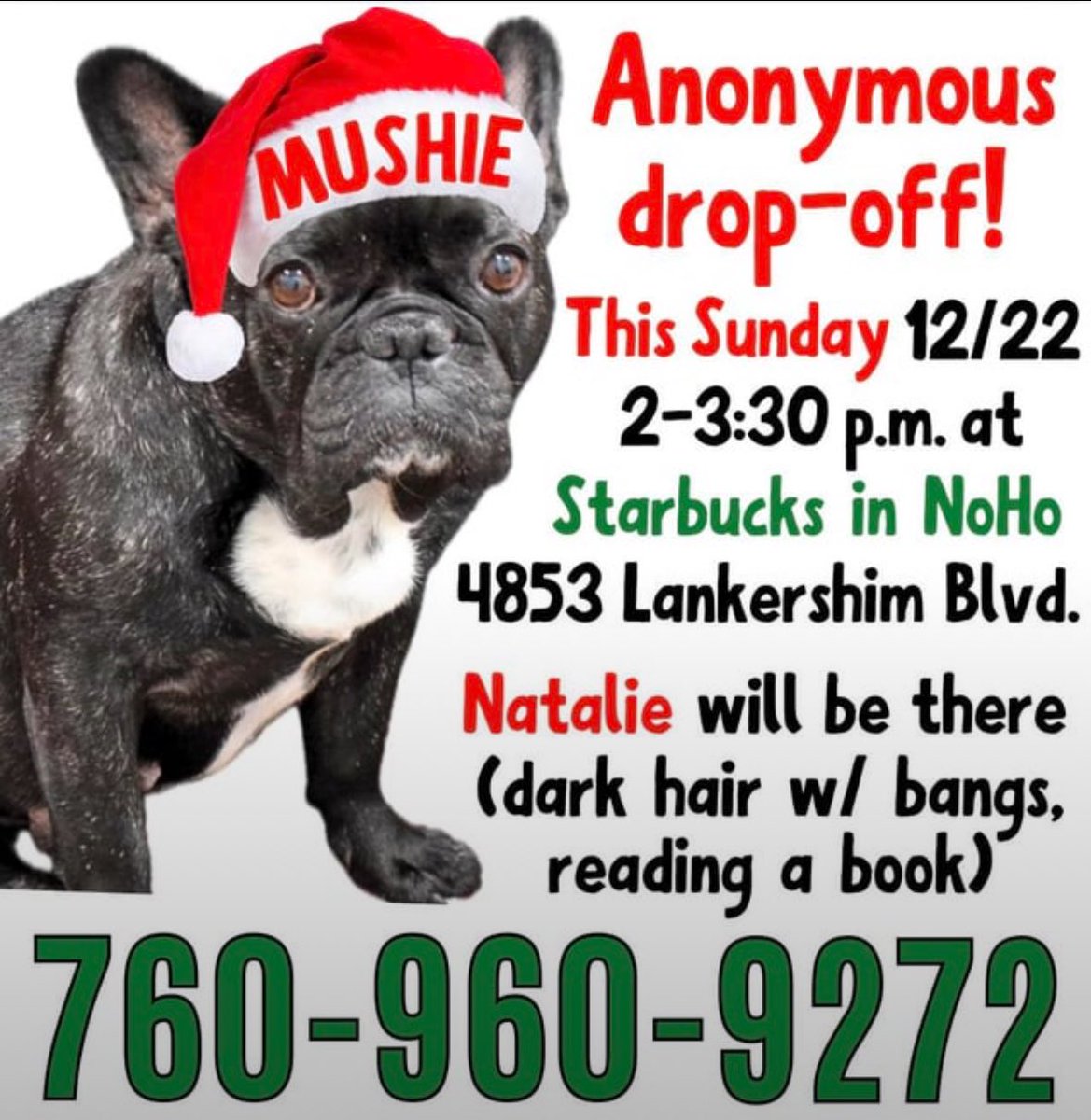 If anyone can help bring Mushie home, it would be greatly appreciated. 

Reward for info or safe return. 

**Mushie was rescued after a breeder dumped her and needs daily medication. She was lost by the sitter in North Hollywood on 9/17. Please help if you can. Many thanks!