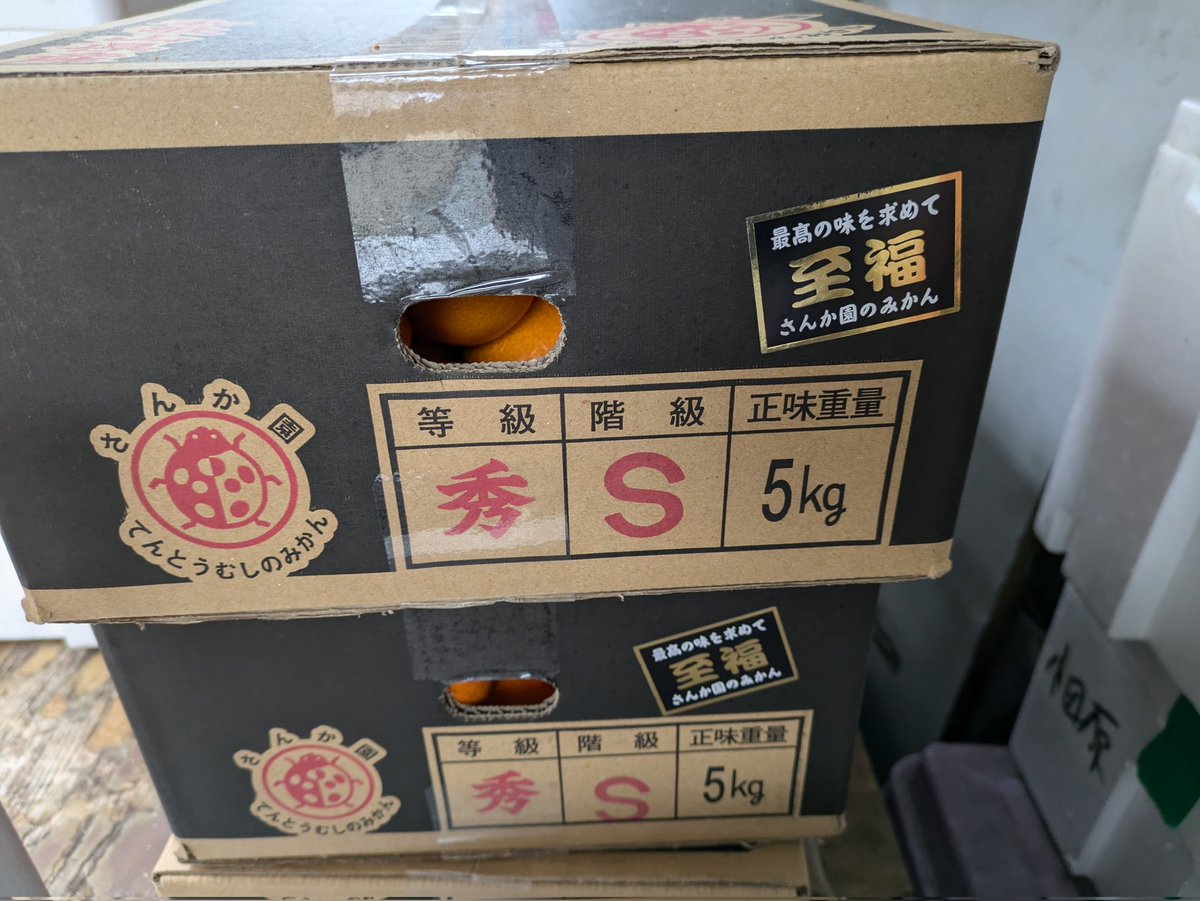 紀州、有田産 特別選別みかん🍊 てんとうむし至福🍊 入荷🍊🍊 極旨です