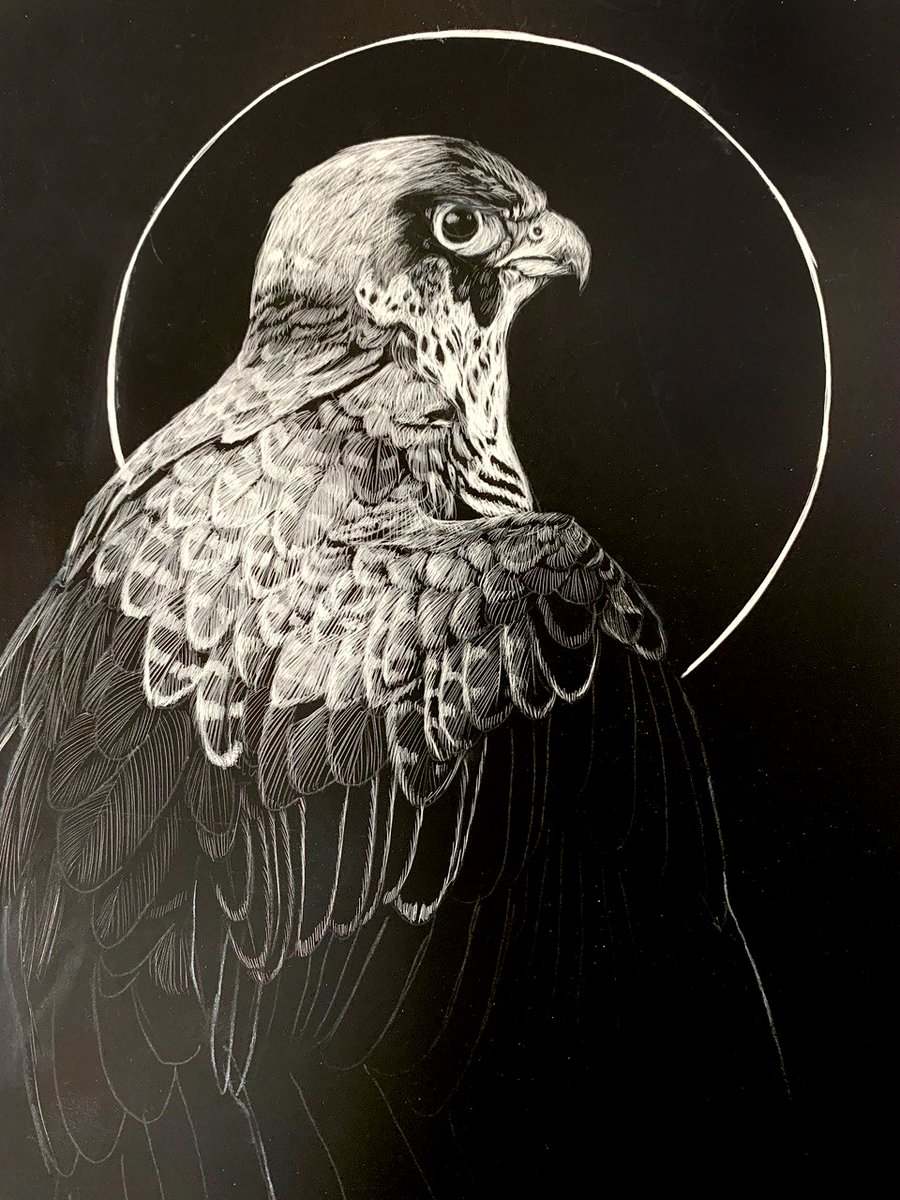 Windfalcon tweet media