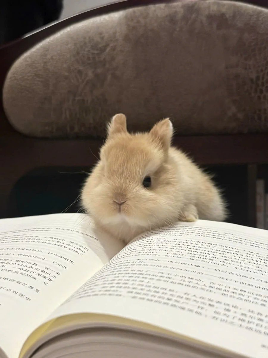 Why you should have a rabbit tweet media