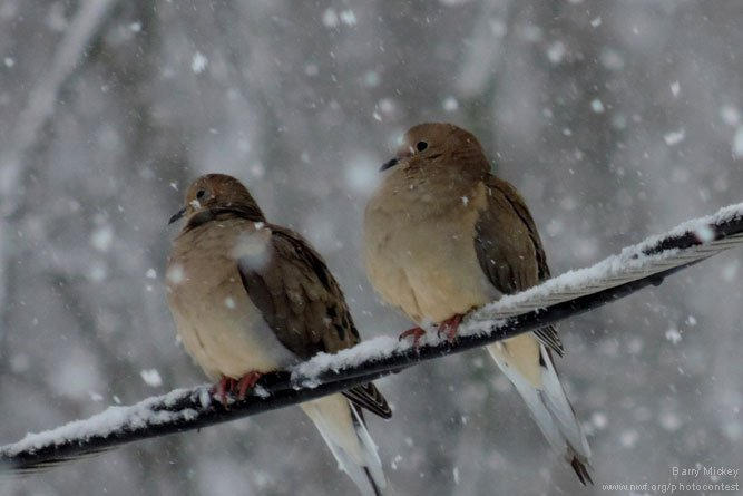 a_london_pigeon's tweet image. 📷  jenny @jenwe5  #December2016 
Mourning Doves (Zenaida macroura). 
Great photo, pretty as a Christmas card, and these guys are wild, living wild. 
.
Real snow
Temperature low 
But in little flying duvets
The blood will still flow.