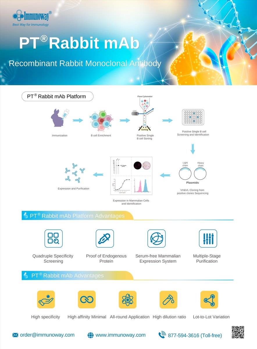 Immunoway's tweet photo. Introducing our PT® Rabbit Monoclonal Antibodies! 

#RabbitmAbs #Immunohistochemistry #IHC #WB #WesternBlot #Recombinant #Immunoway #EthicalResearch https://t.co/XHIFybfMVj