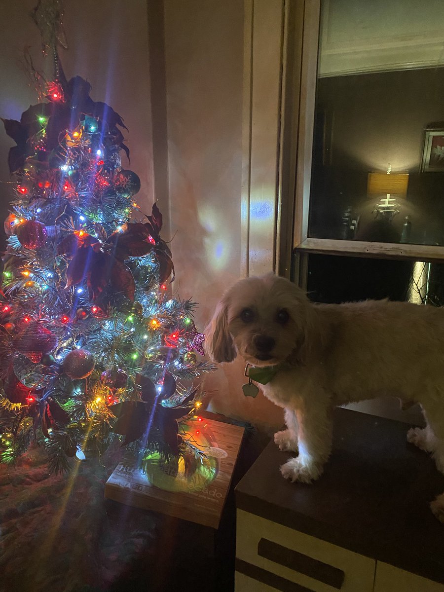 HamishinHamOnt's tweet photo. I got a Christmas cleanup! And a snazzy bow tie! Can’t wait for Santa 🎅🏻 to come! ❤️🐾🥰 #Christmas2024 #smellingfresh #dogsoftwitter https://t.co/oYqCALDdeE