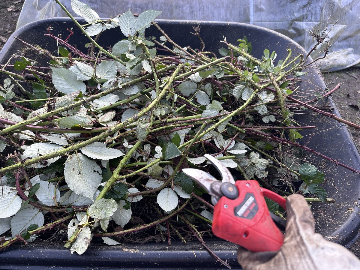 There really is no escaping invasive species. Working on some Himalayan blackberry in our chicken pen today. Trying a cut and paint of a biological herbicide. Stay tuned… while I pull thorns out of my gloves and hands! #weedscience #invasivespecies #ecology