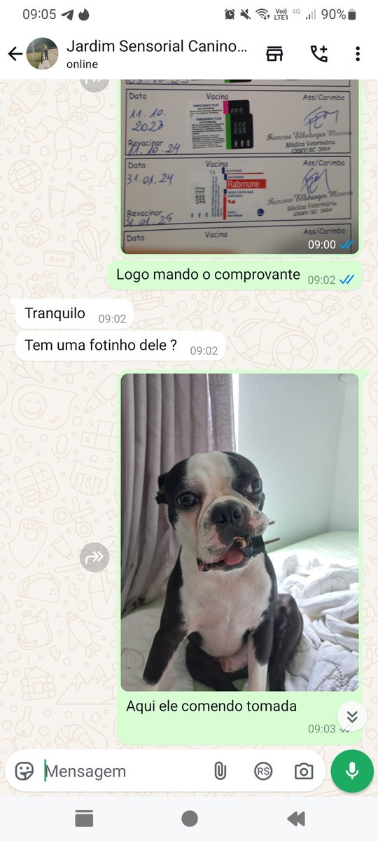 Eu cometendo um sincericidio básico procurando creche pro meu dog kkk