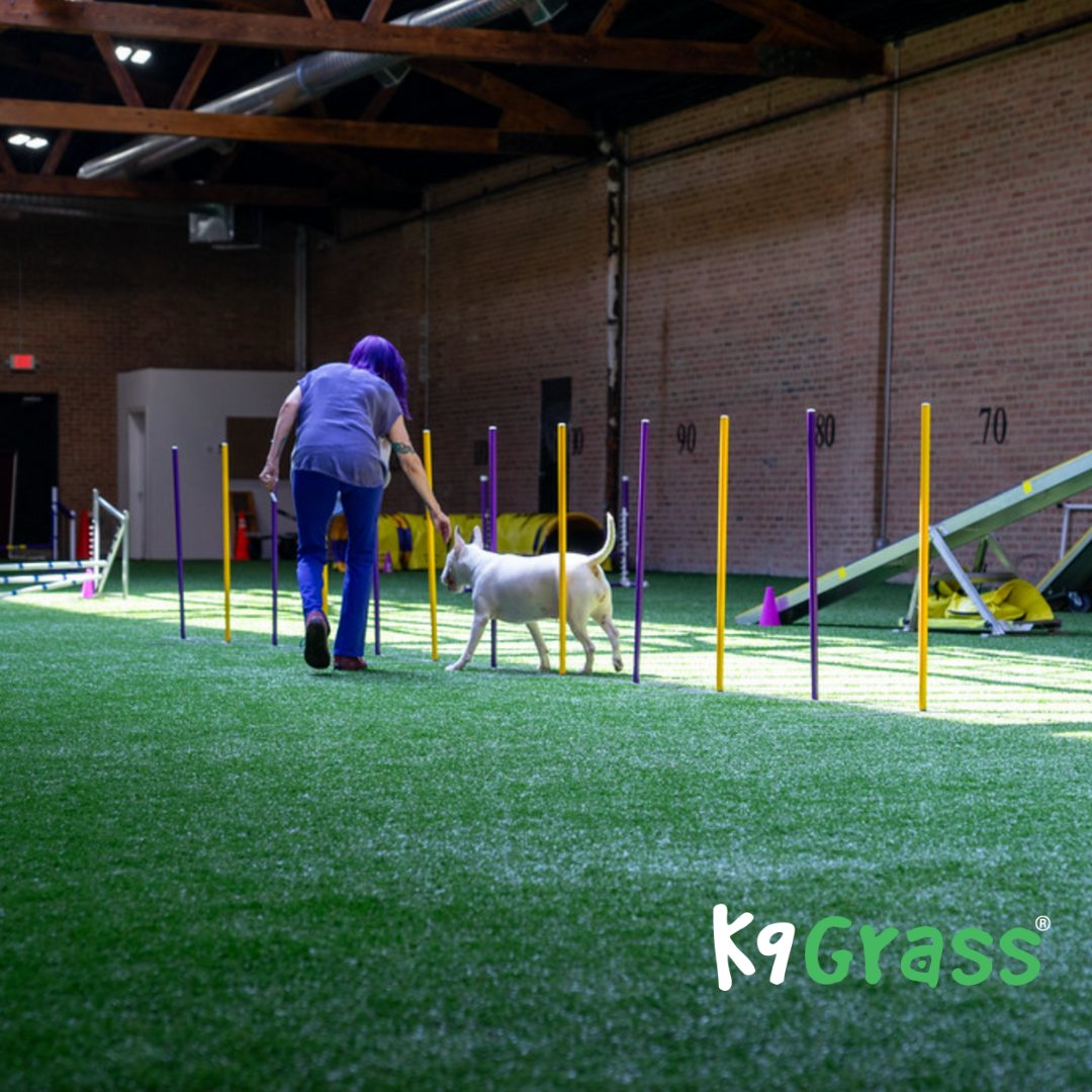 From corgis to border collies, every dog deserves a playground this perfect. 🐕💚 Endorsed by the legendary Cesar Millan, K9Grass® delivers clean, safe, and durable fun. 🌟 Limited-time savings of up to $1,500 make this the paw-fect time to upgrade! 📞 Call  at (360) 455-9500