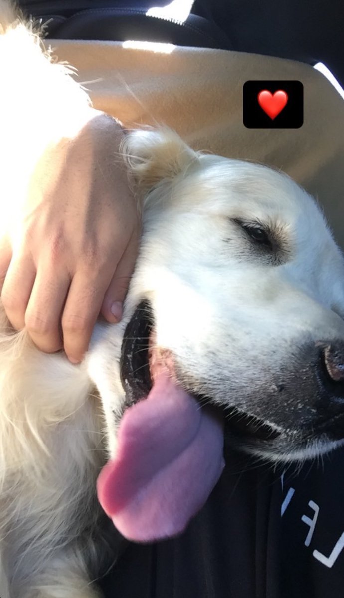 Tenho uma sorte enorme em ter te tido como meu cão, amoroso, mimado, atencioso, sempre fui uma pessoa fechada, e eras o único que eu me abria . Eu amo te espero que a nossa família te tenha dado a vida mais feliz do mundo amo-te Goldi💖