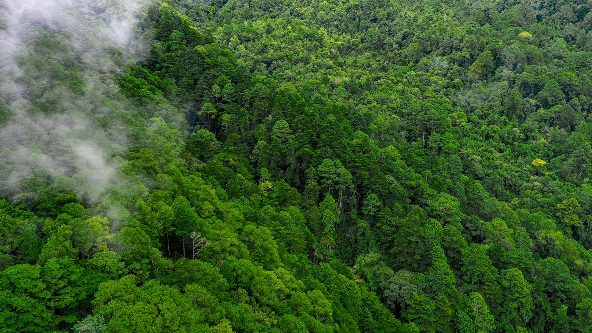MedioAmbienteSV's tweet photo. “Hemos presentado varias iniciativas, les puedo mencionar #AFOLU, que la presentamos en la ONU; apoyamos el establecimiento del Centro Regional para la Transparencia de Acción Climática; participamos en el proyecto de Grandes Bosques de Centroamérica”, Ministro @lopezfernando. https://t.co/678wtgSotx