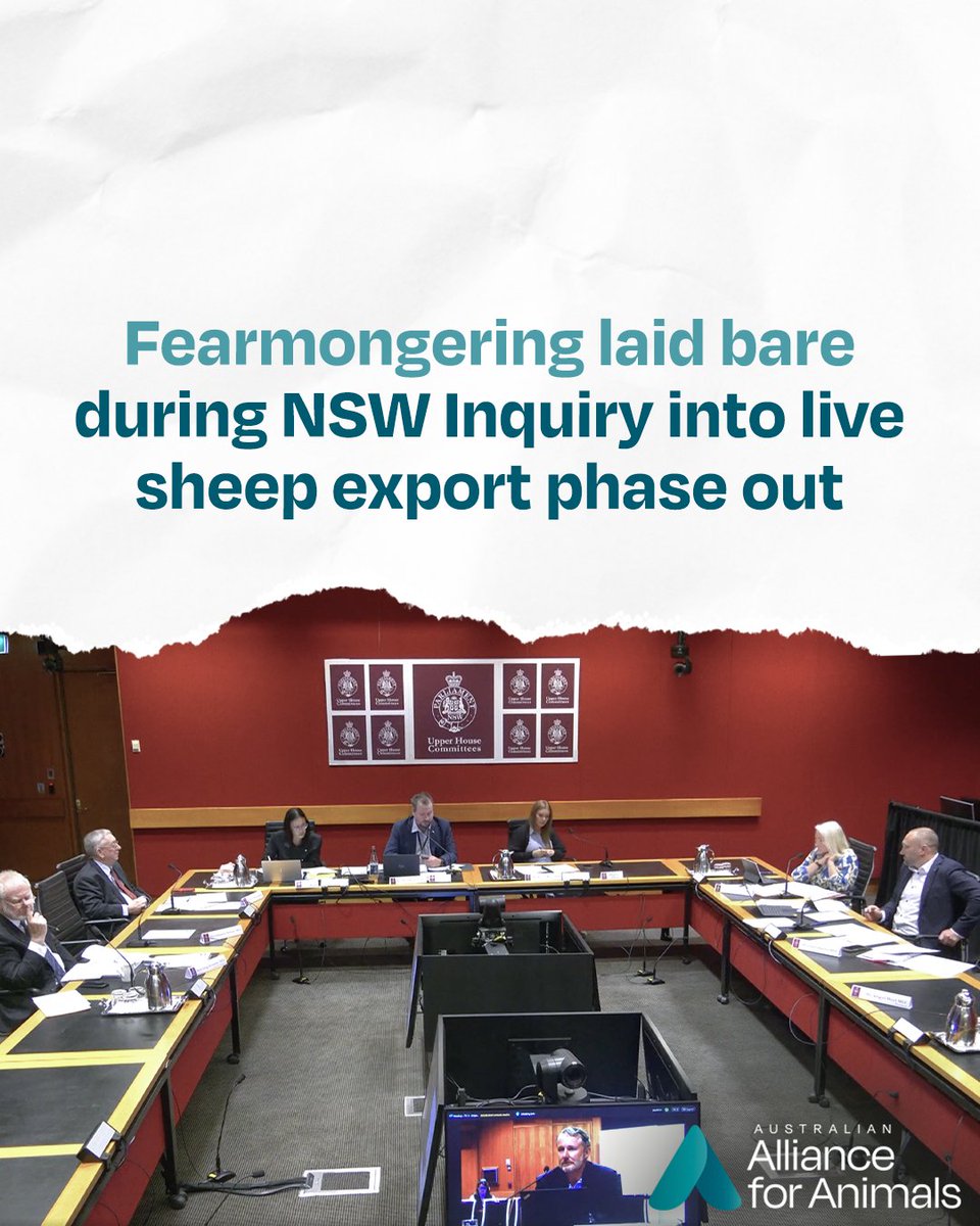 Alliance_AAFA's tweet photo. Yesterday, the NSW DPIRD debunked claims of economic catastrophe from ending live sheep export.

Alliance Policy Director Dr Jed Goodfellow said “DPIRD has done everyone a favour by injecting some sense back into the debate."

Full media release: https://t.co/yM4EyaBwRs https://t.co/KgtcyQoCZj
