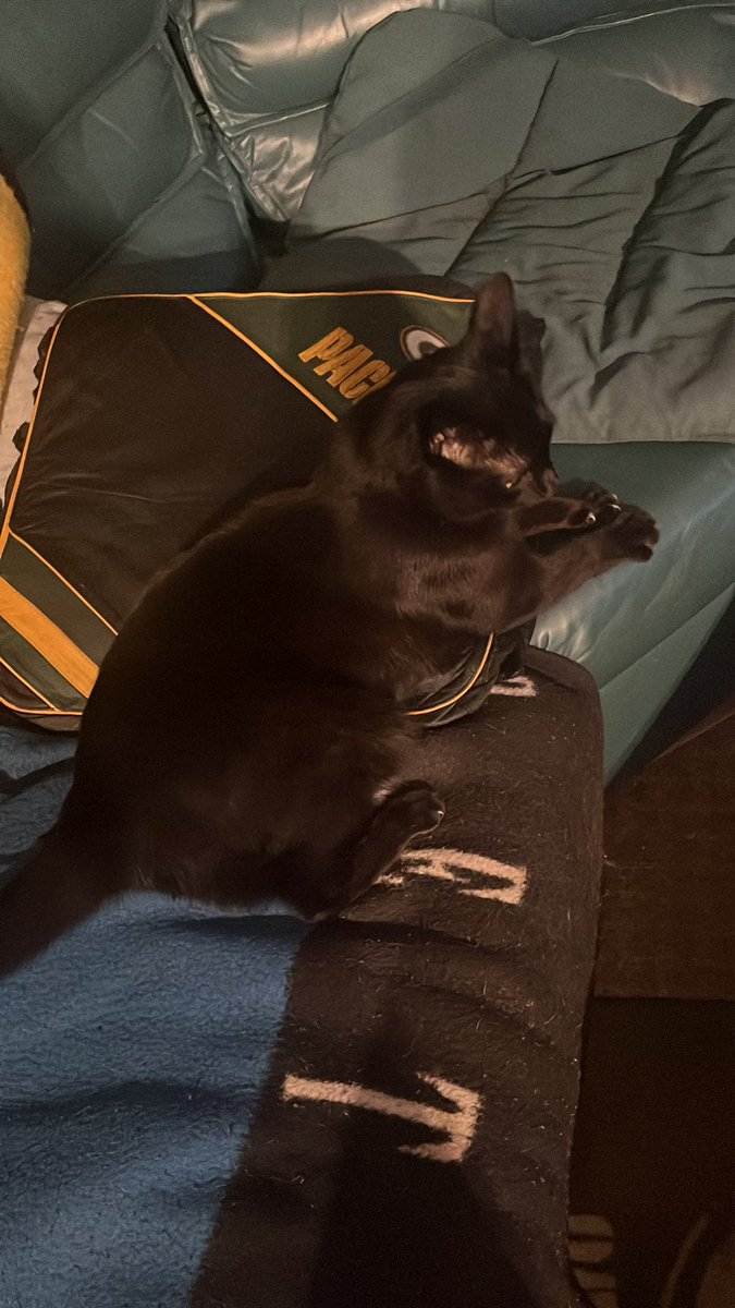 TrumpCatGo tweet picture