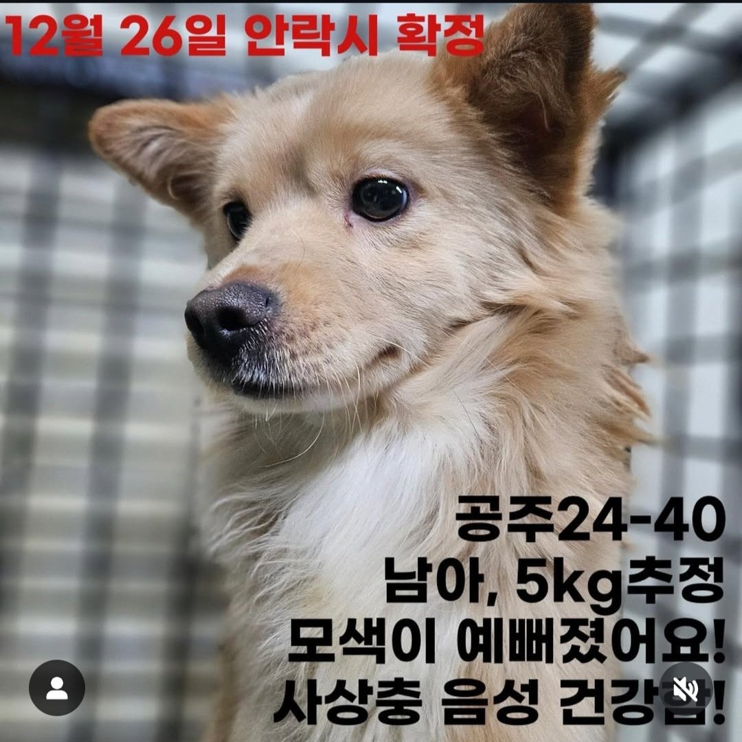 유기동물알티전용계정 tweet media