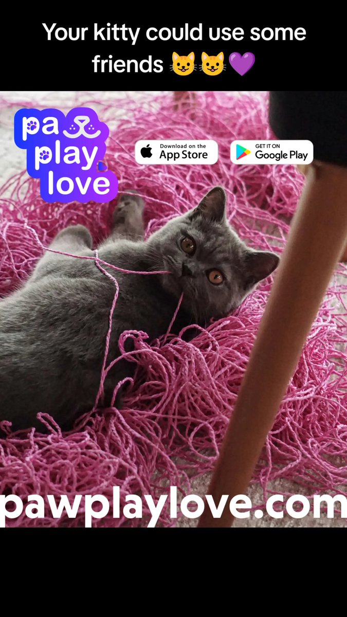 🐾 Is your cat feeling a little purr-plexed with boredom? 🐱

Find them new friends and fun playdates with Paw Play Love! 
Swipe, match, and bring the excitement back. 💕

🔗 Pawplaylove.com

#PawPlayLove #PurrfectFriends #FelineFun