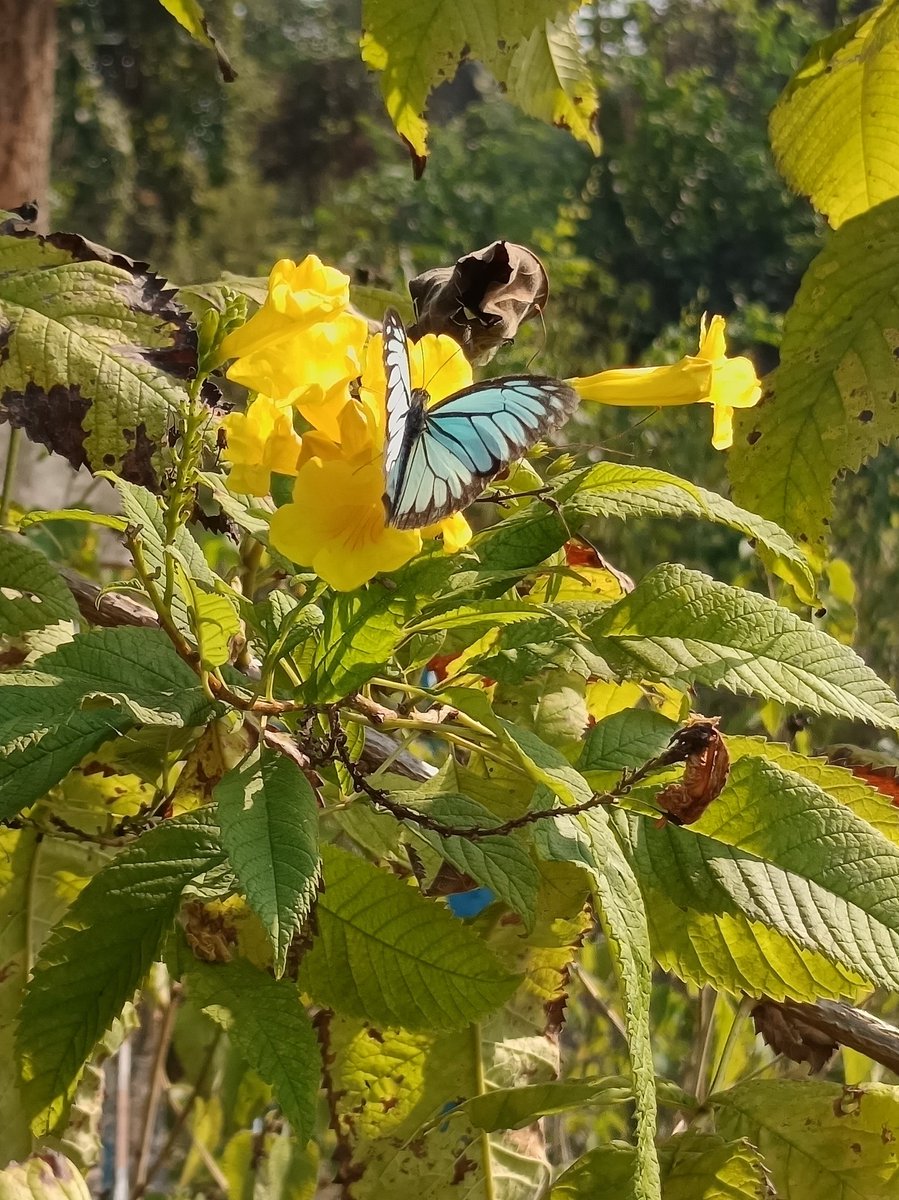 niileshraichura's tweet photo. Share your beauty- fly pictures
🦋 bliss
#morning_magic
#IndiAves
#theme_pic_India_butterfly https://t.co/UgiHWOc5Pf