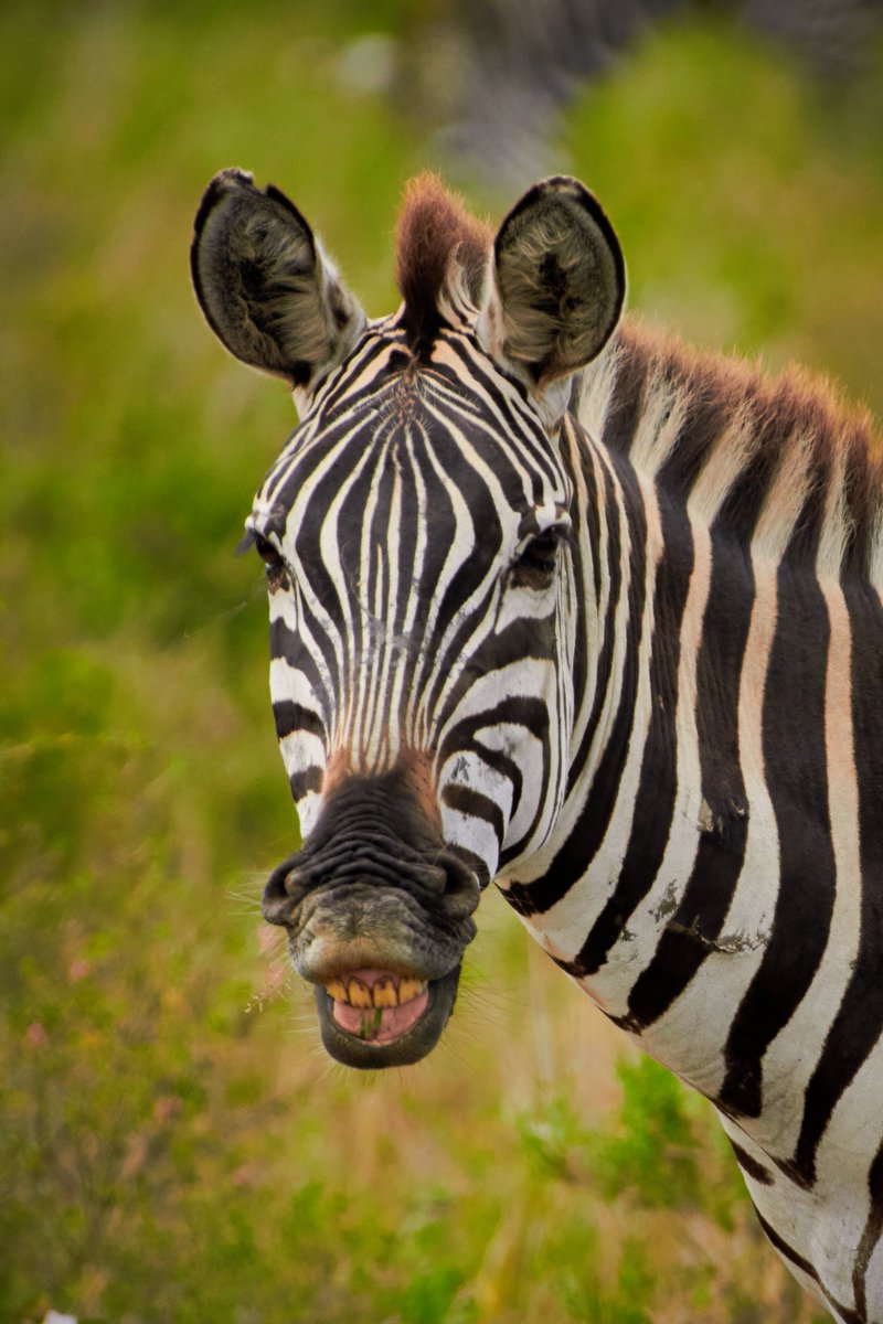 bownaankamal's tweet photo. Good Morning Folks…Have a smiley day.. 😁 | Serengeti | Tanzania
.
.
#zebra #whyiloveafrica #africa #africanwildlife #africageophoto #jawsafrica #africananimals #africansafari #safariphotography #smileoftheday #wildlifephotography #ourdailyplanet #thisismyafrica #commonzebra #funnyanimals #bigfive #plainzebra #safari #visittanzania #whyilovetanzania #magicaltanzania #onlyafrica #bownaankamal #travelafrica
