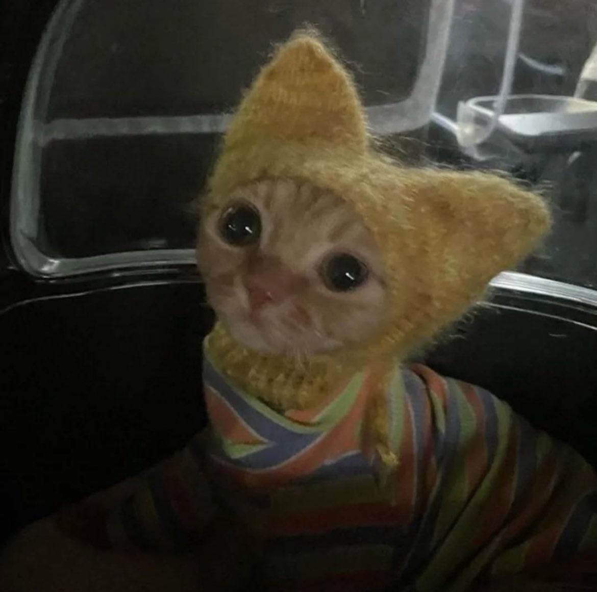 PunchingCat tweet picture